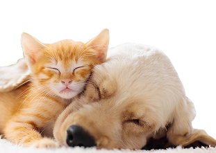 一只正在睡觉的小橘猫和一只金色小狗，依偎在一起